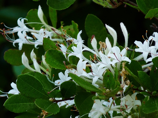 {Rhododendron viscosum var. serrulatum}